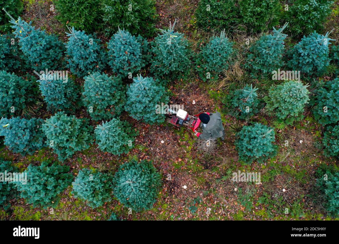 Trees newsandroyalty20thnovember2020 hires stock photography and