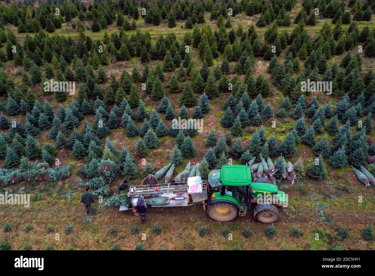 Workers at The Tree Barn in Christmas Common, Oxfordshire, cut and net