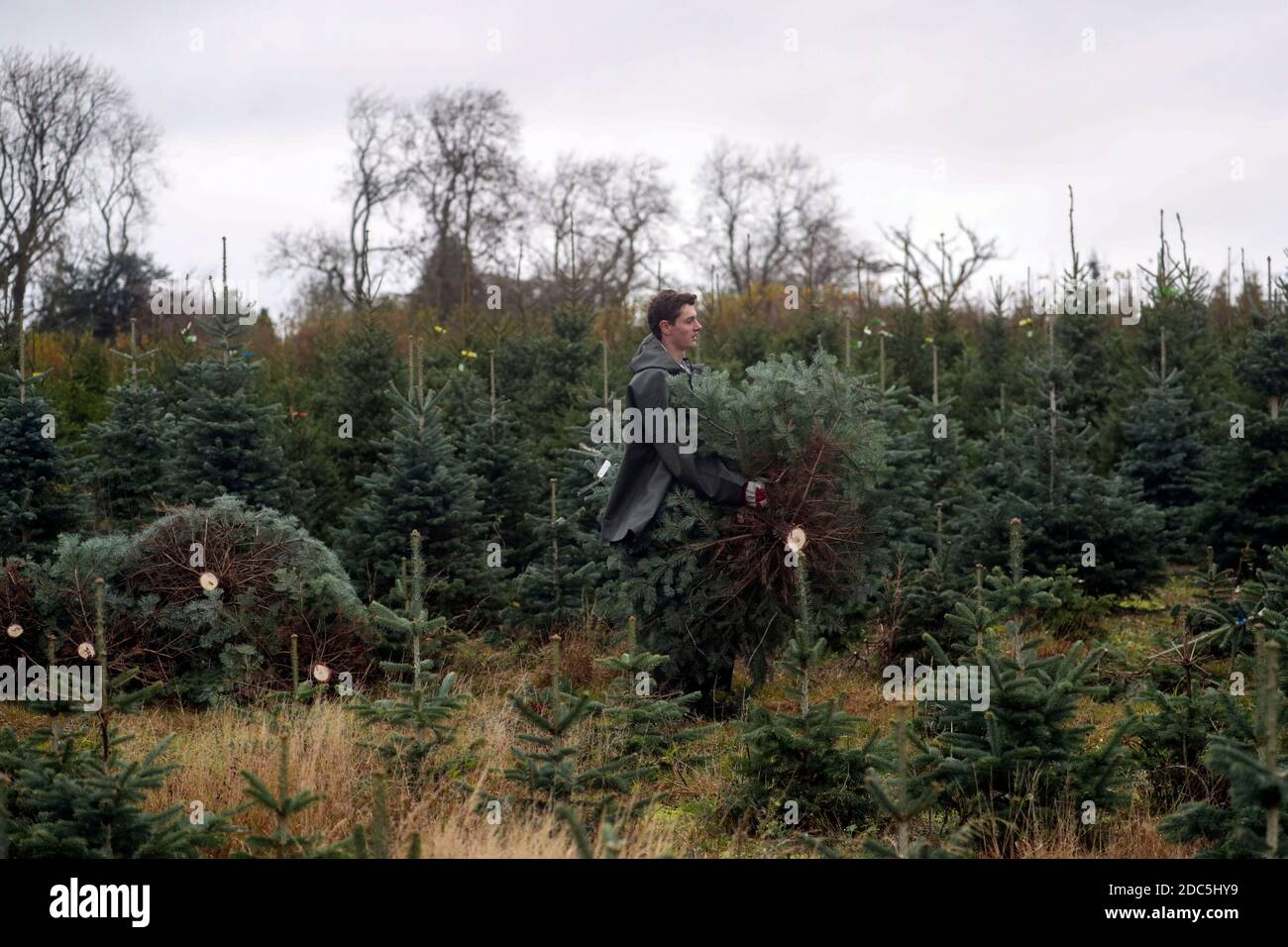 Workers at The Tree Barn in Christmas Common, Oxfordshire, cut and net