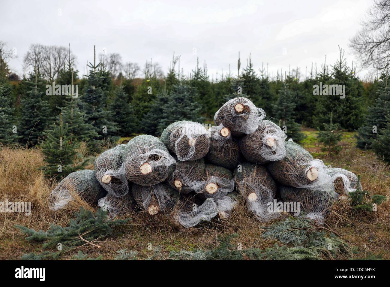 Christmas common oxfordshire hires stock photography and images Alamy