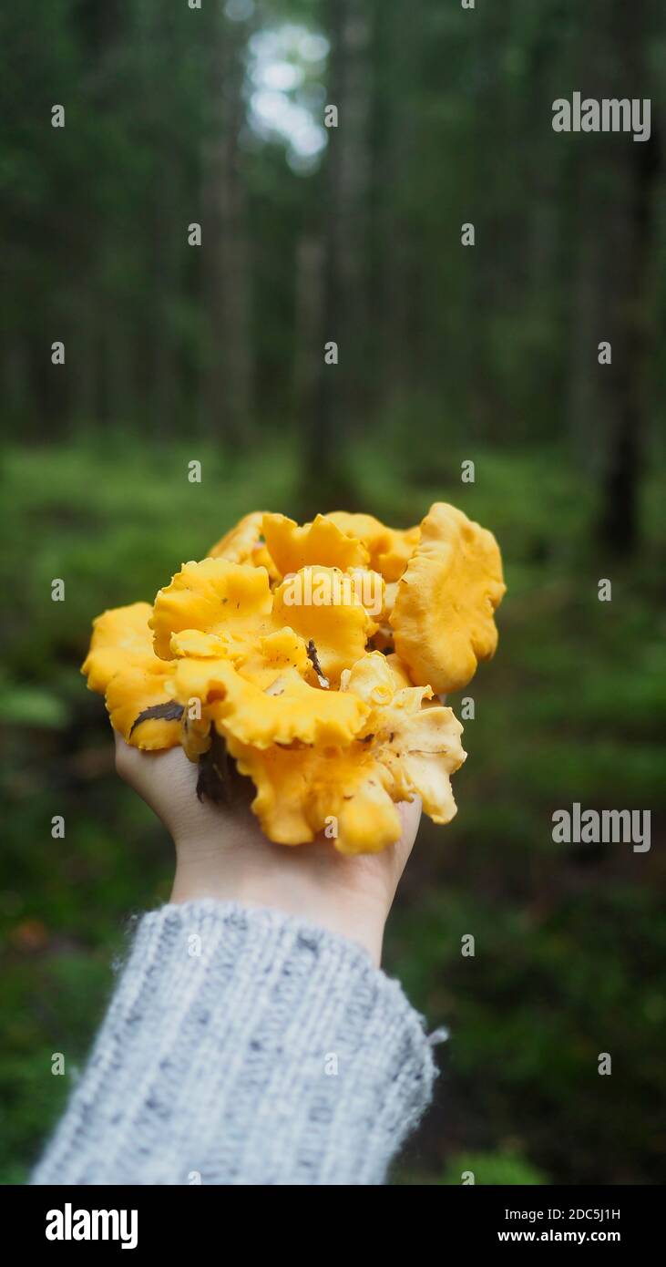 Forest gold Stock Photo