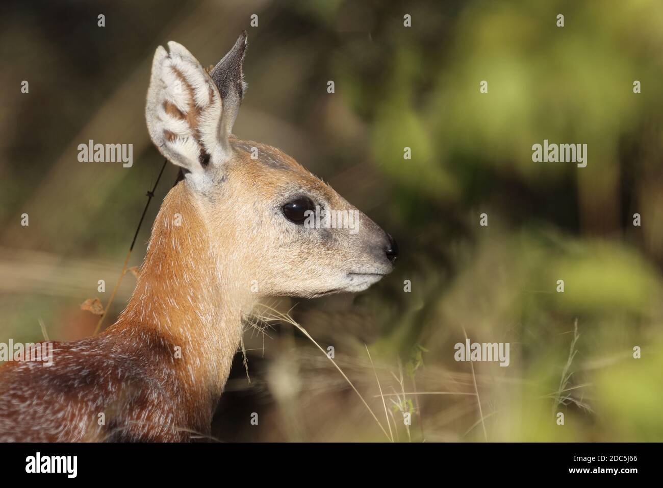 Sharpes hi-res stock photography and images - Page 5 - Alamy