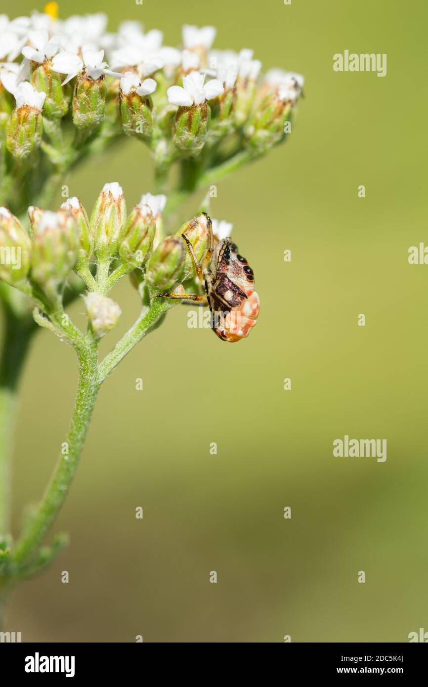 Molting shield bug (Carpocoris purpureipennis) Stock Photo