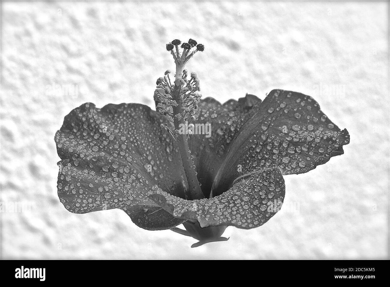 A bloom the two blooms Black and White Stock Photos & Images - Alamy