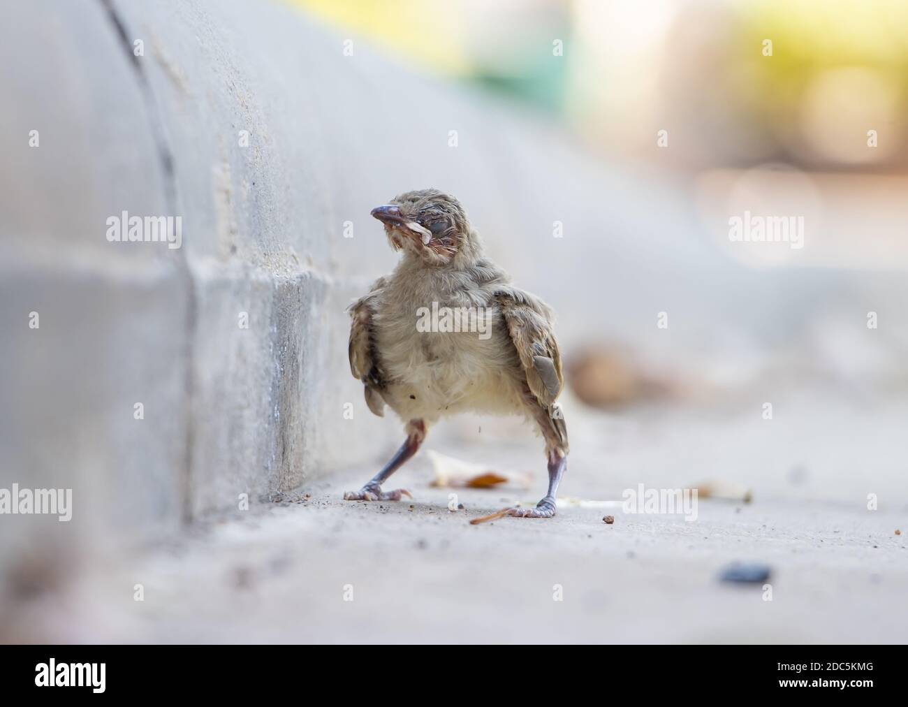 A small blind baby bird on the street. A newborn bird fell out of a nest on a tree on the road. Stock Photo