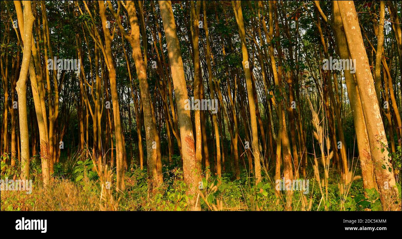 Rubber tree plantation malaysia hires stock photography and images Alamy