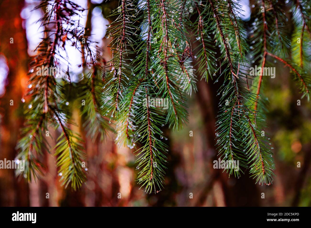 Hanging tree branches hi-res stock photography and images - Alamy