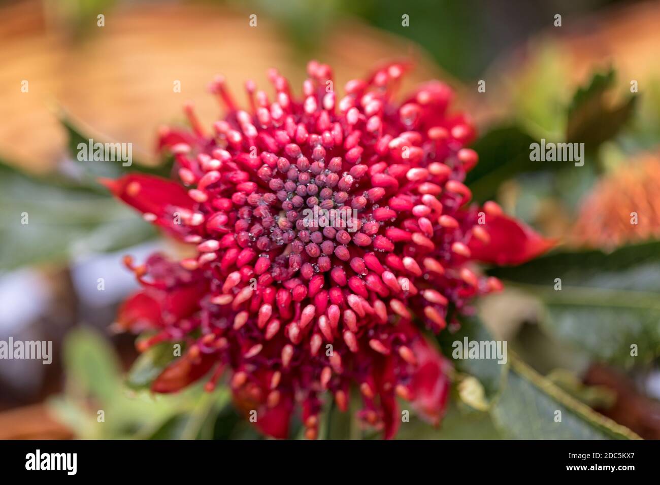 Bright inflorescence of the Waratah, Telopea speciosissima, an evergreen shrub from South Eastern Australia Stock Photo