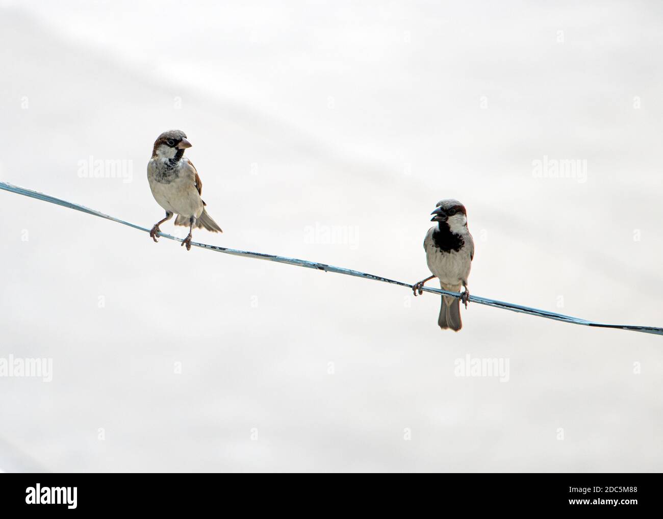 A pair of bird standing on a wire and adjust his feathers. Oriental Magpie Robin - Copsychus saularis standing on electricity cable at city street, Th Stock Photo