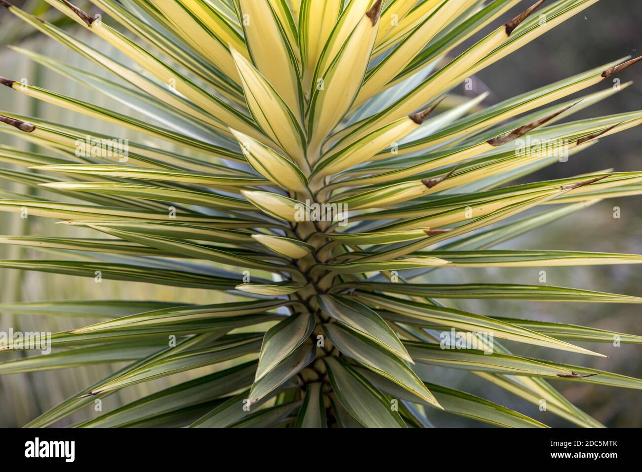 Leaves of yucca aloifolia variegata in Funchal on Madeira Island Stock Photo