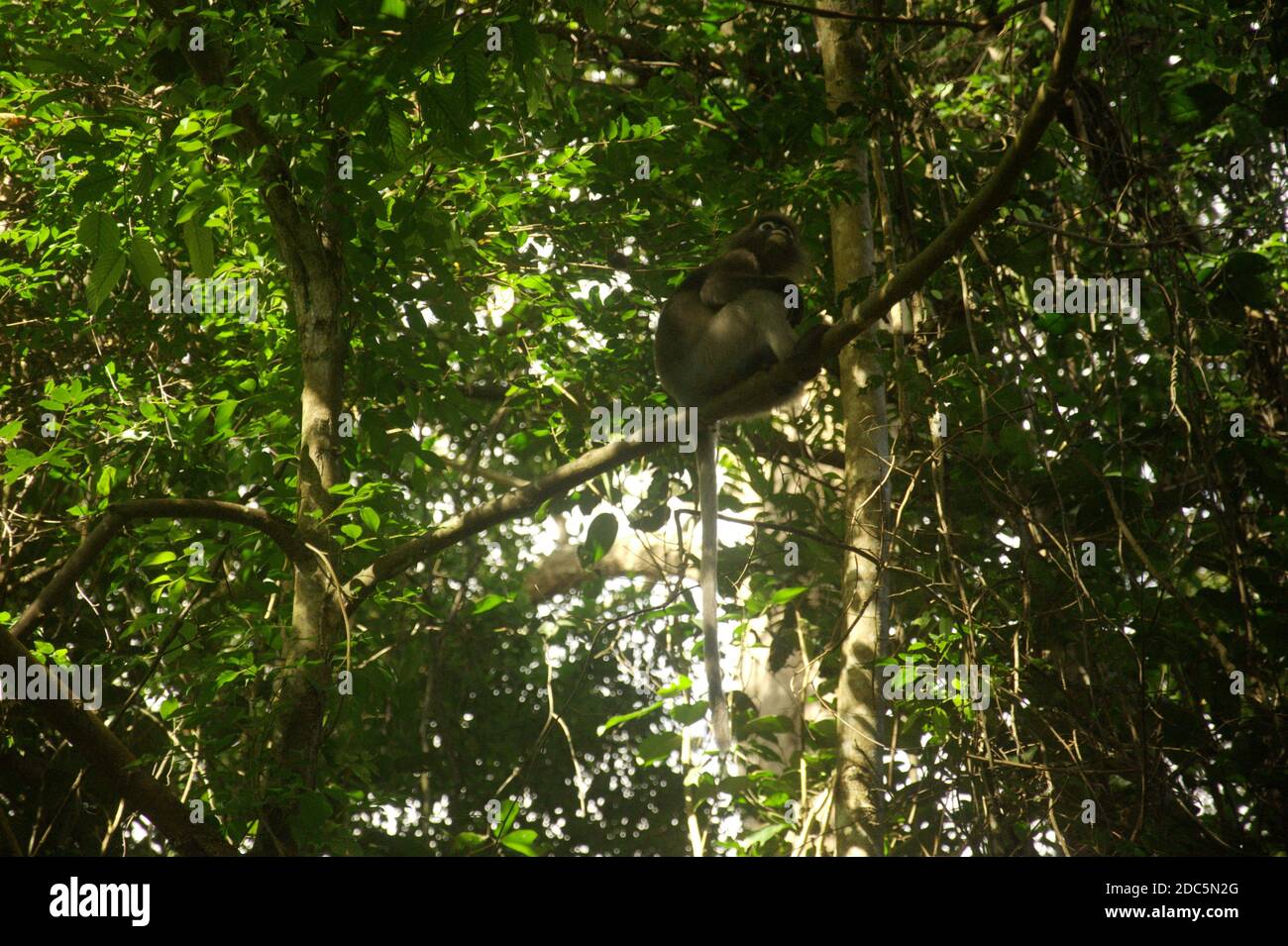 a white face dusky leaf monkey sitting on top of the tree in the forest Stock Photo