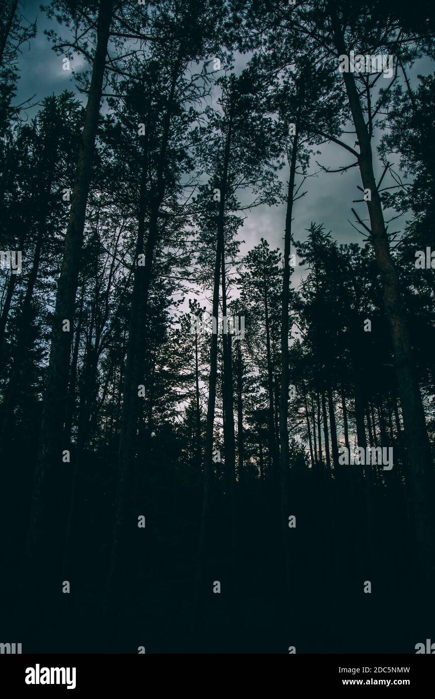 Tall tree silhouettes hi-res stock photography and images - Alamy