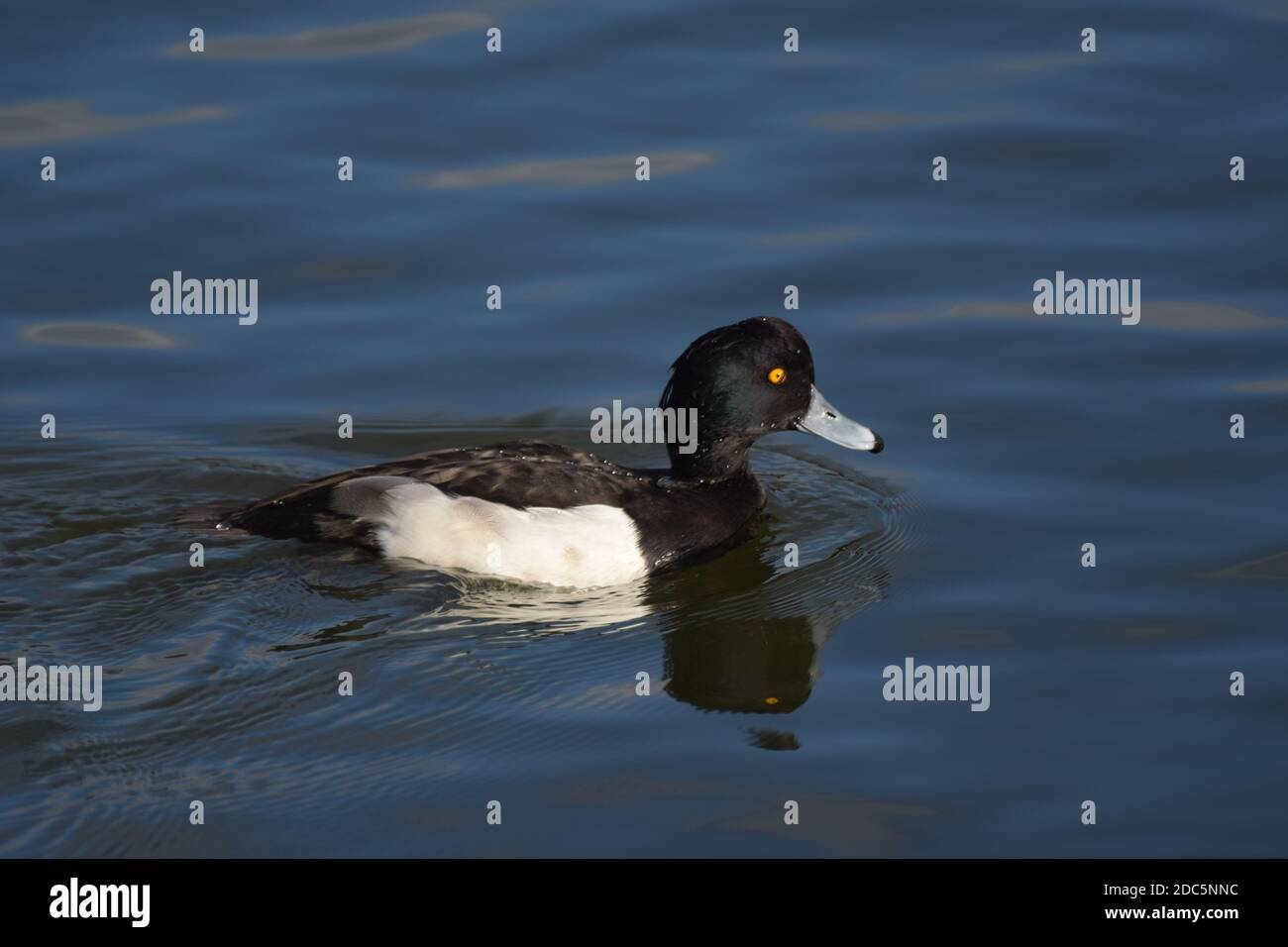 Male tufted duck Stock Photo