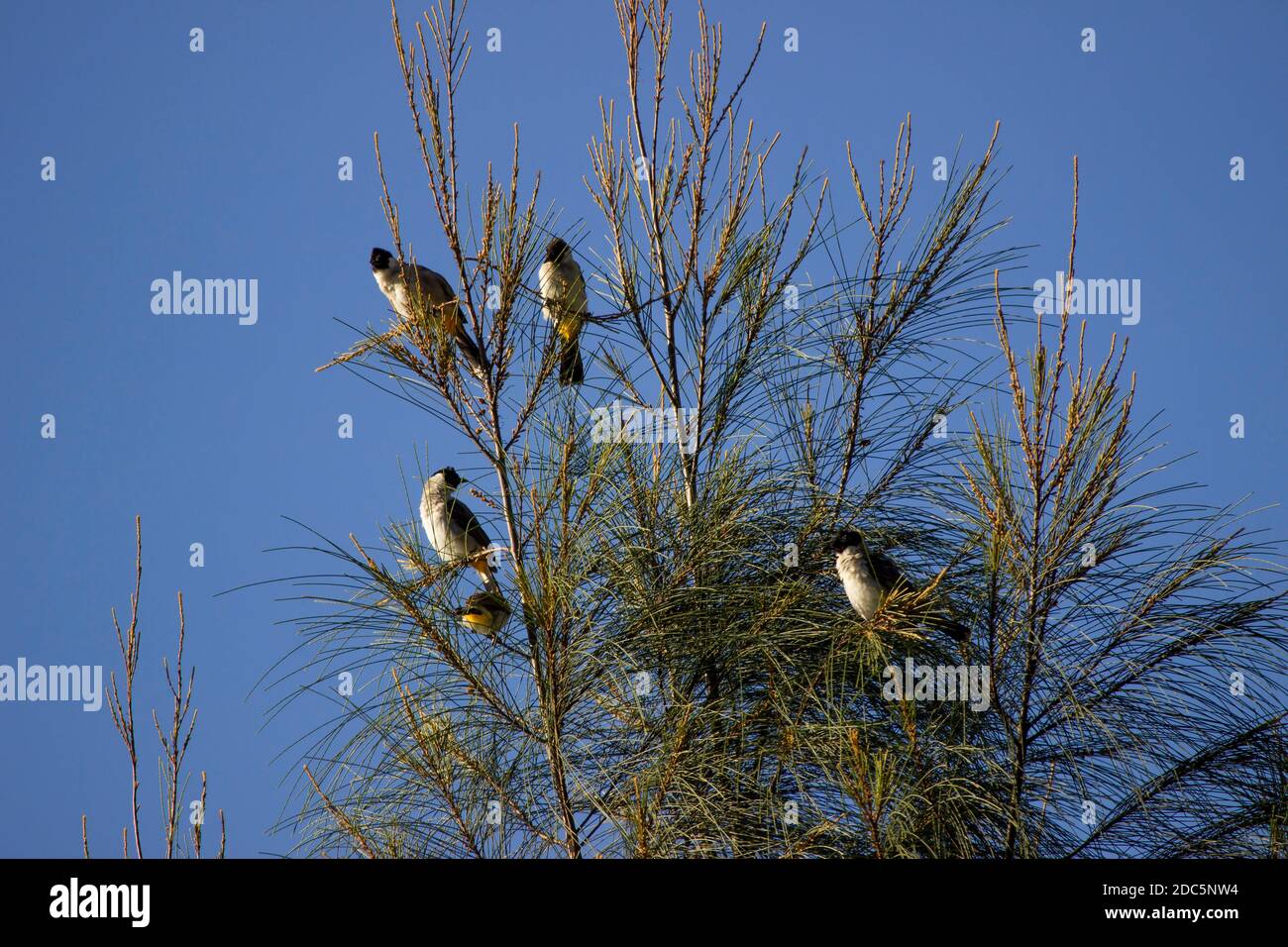 The gray bentet is a species of bird from the Laniidae family, of the genus Lanius. a group of birds perched on a pine tree against a backdrop of blue Stock Photo