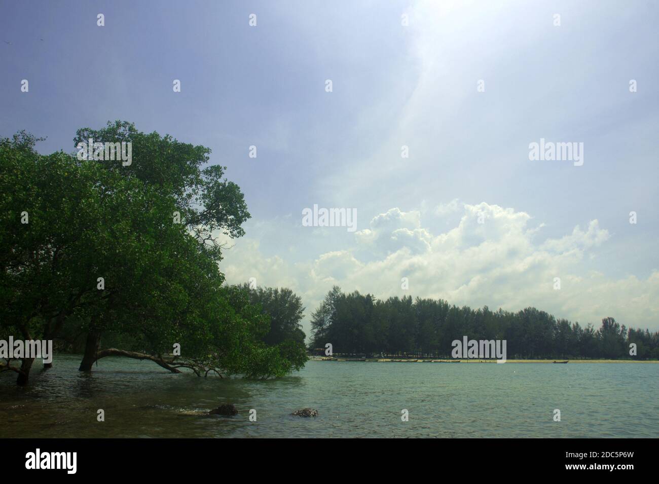 mangroves trees grown near the beach in Port Dickson Malaysia Stock Photo