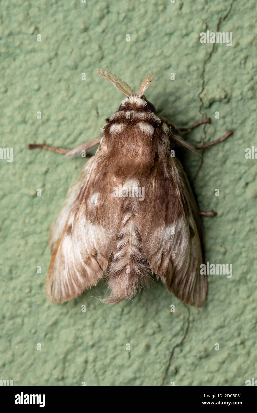 Brazilian white moth of the Order Lepidoptera Stock Photo