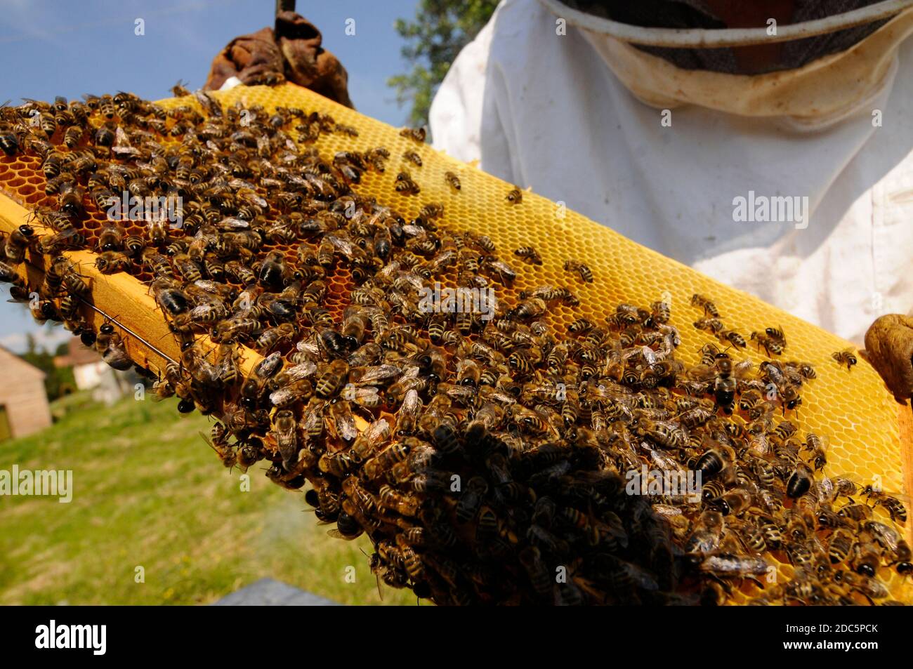 Bee keeper showing honey comb with honey bees in his garden Stock Photo ...