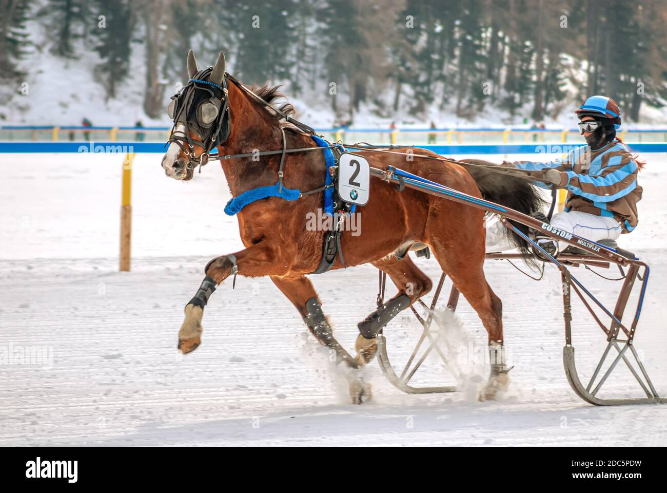 Single horse during a trotting race during White Turf in St.Moritz, Switzerland Stock Photo
