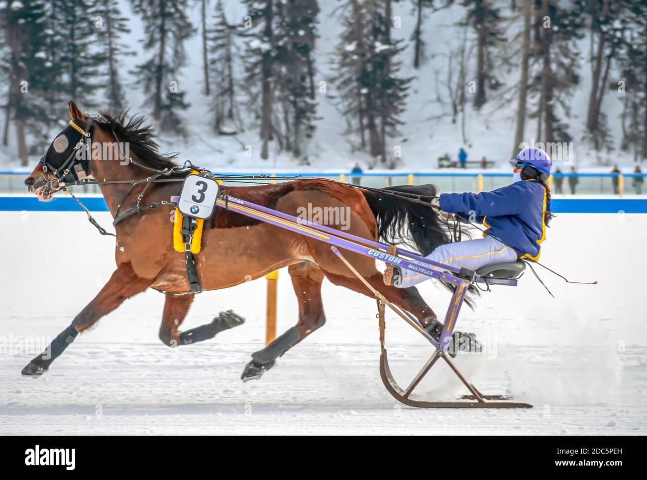 Single horse during a trotting race during White Turf in St.Moritz, Switzerland Stock Photo