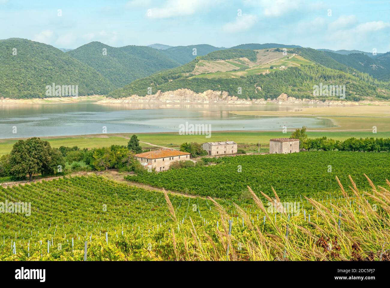Lakeshore vineyard at Lake Corbara, Umbria, Italy Stock Photo