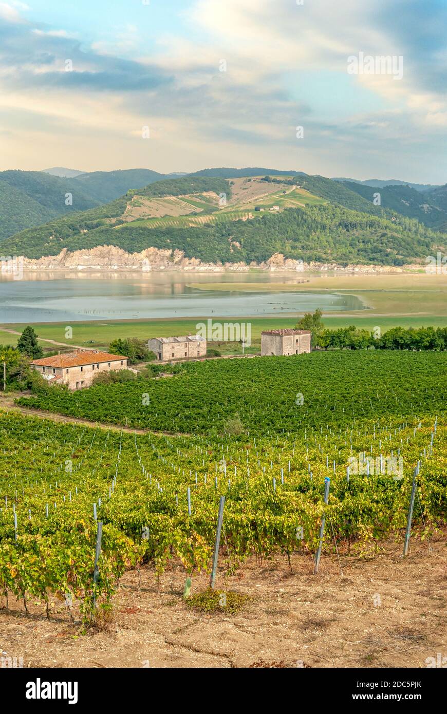 Lakeshore vineyard at Lake Corbara, Umbria, Italy Stock Photo