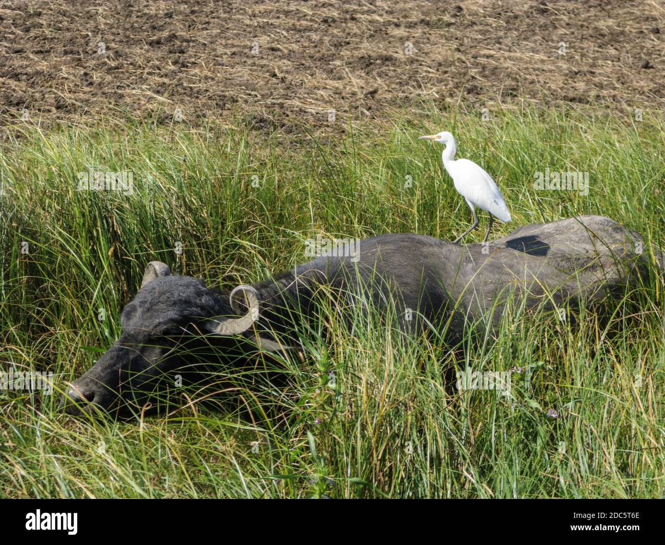 India, Gujarat, Lothal, Asiatic water buffalo & cattle egret Stock Photo