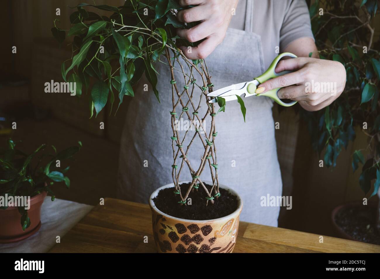 How to Weave weeping fig Plant Stem. Methods and patterns of weaving