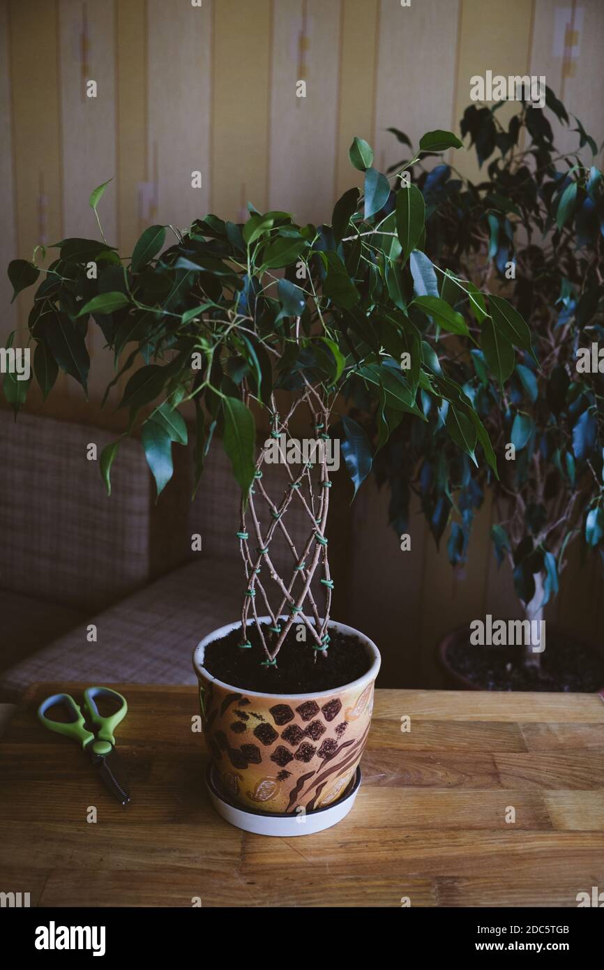 How to Weave weeping fig Plant Stem. Methods and patterns of weaving ficus Benjamina at home. Woman weaves Stems of houseplant Stock Photo