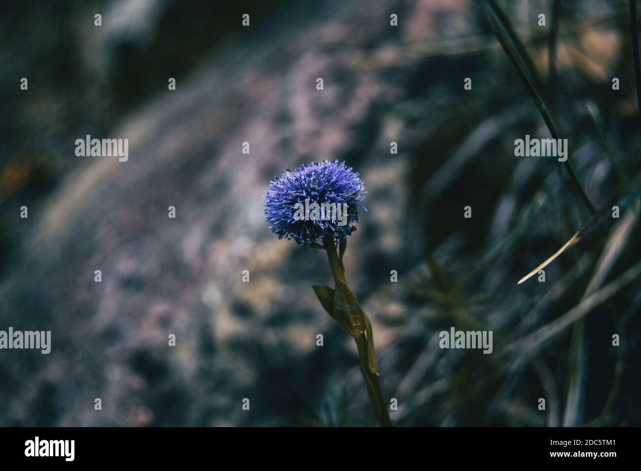 Close-up of an isolated purple inflorescence of globularia on an unfocused background Stock Photo