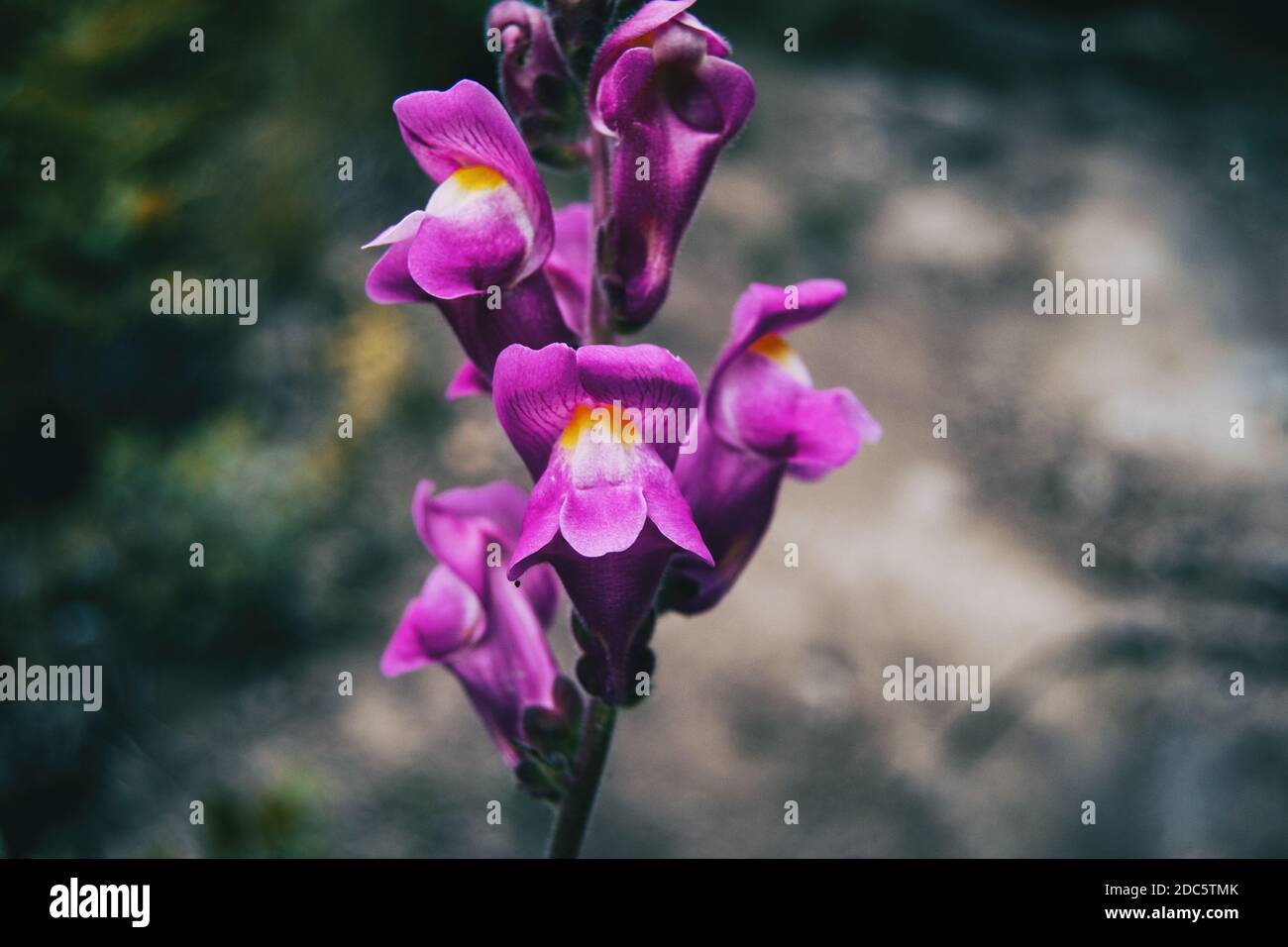 Detail of some purple flowers of antirrhinum majus on a stem in nature Stock Photo