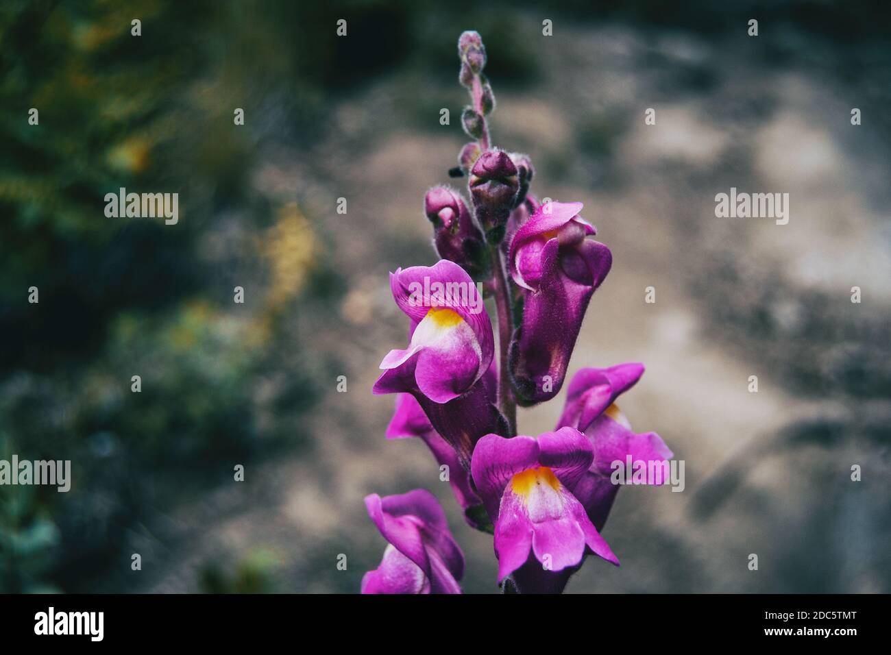 Detail of some purple flowers and buds of antirrhinum majus on the tip of a stem in nature Stock Photo