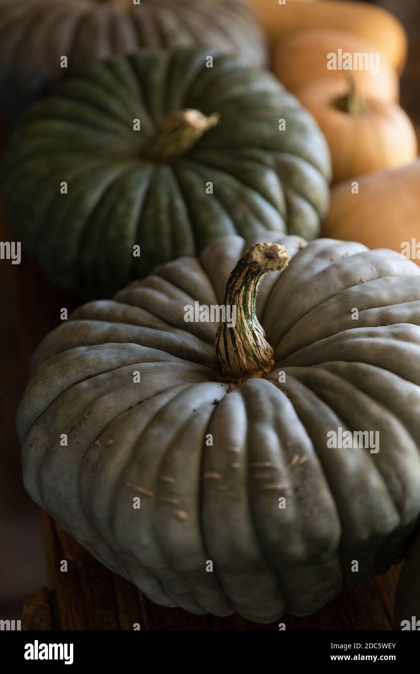 Close up green pumpkins Stock Photo