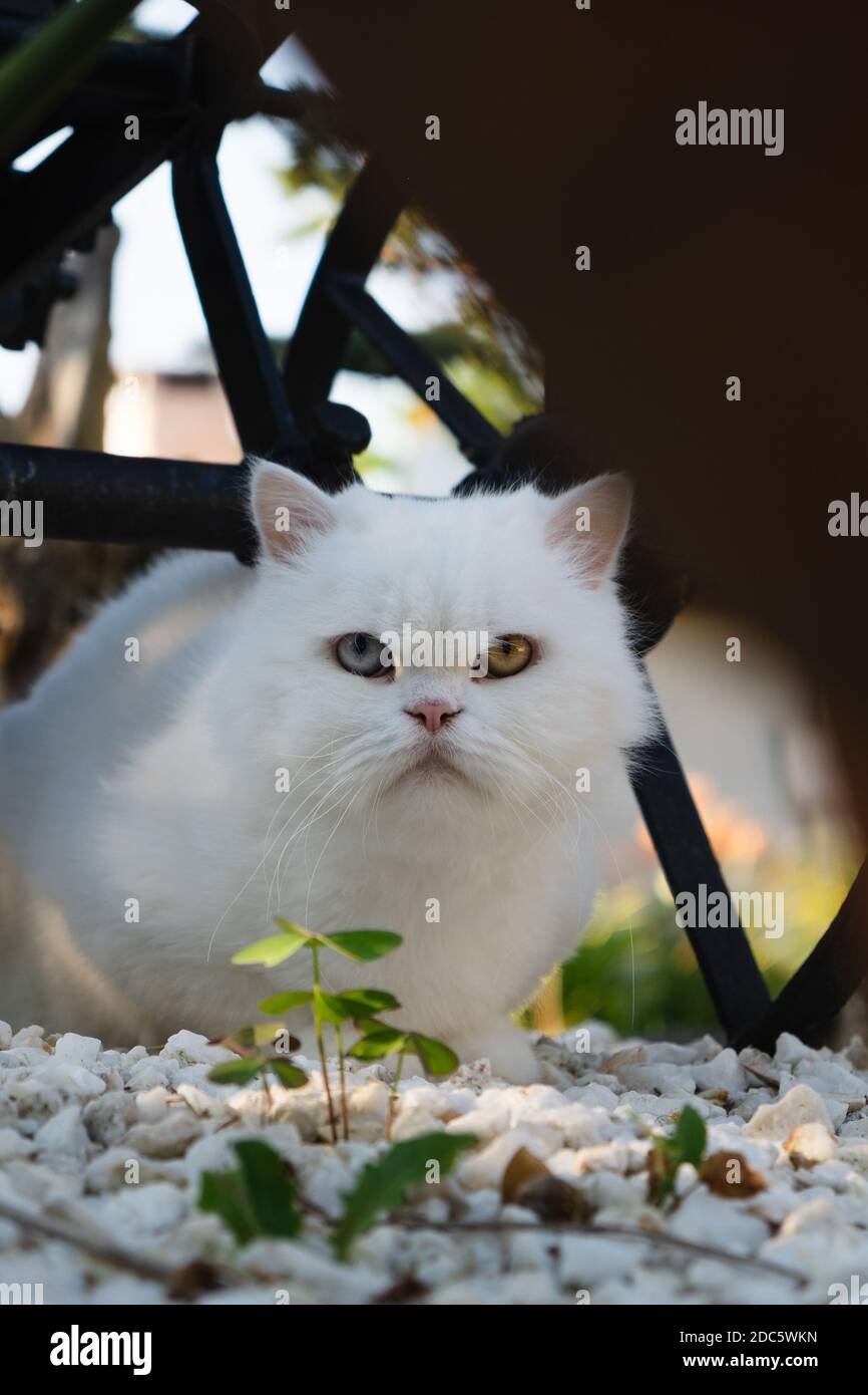 A closeup of an adorable fluffy white cat sitting on the rocks Stock ...
