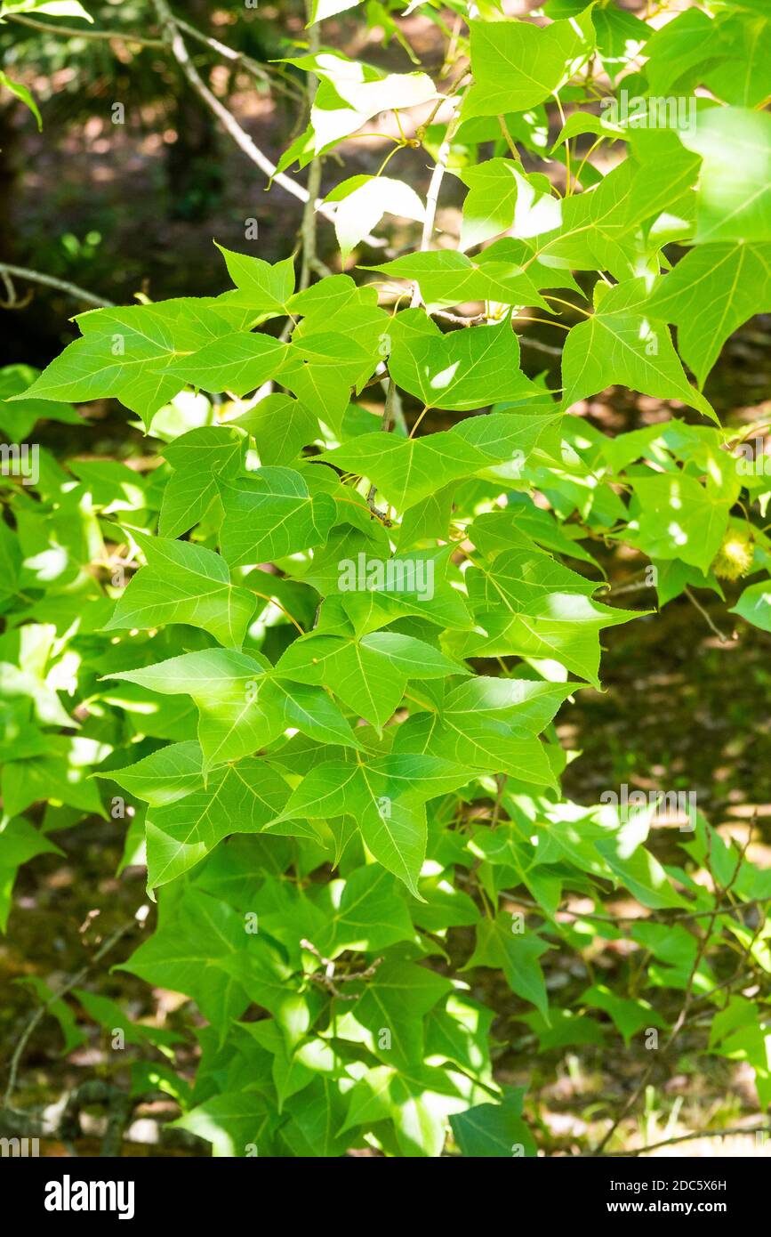 Liquidambar formosana Hance tree in wild nature or garden. Stock Photo