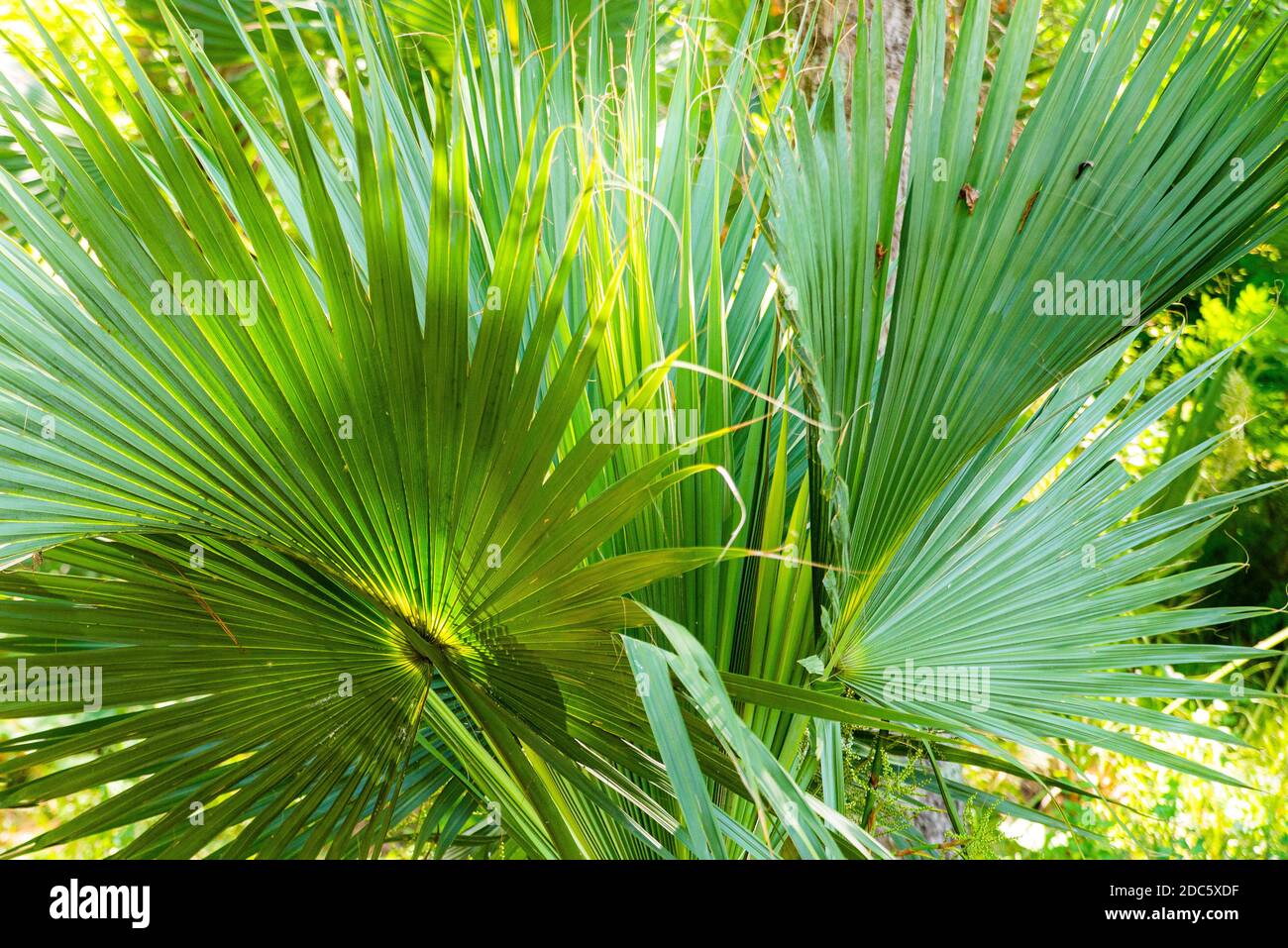 Palm leaves texture decoration resource with shadow. Stock Photo