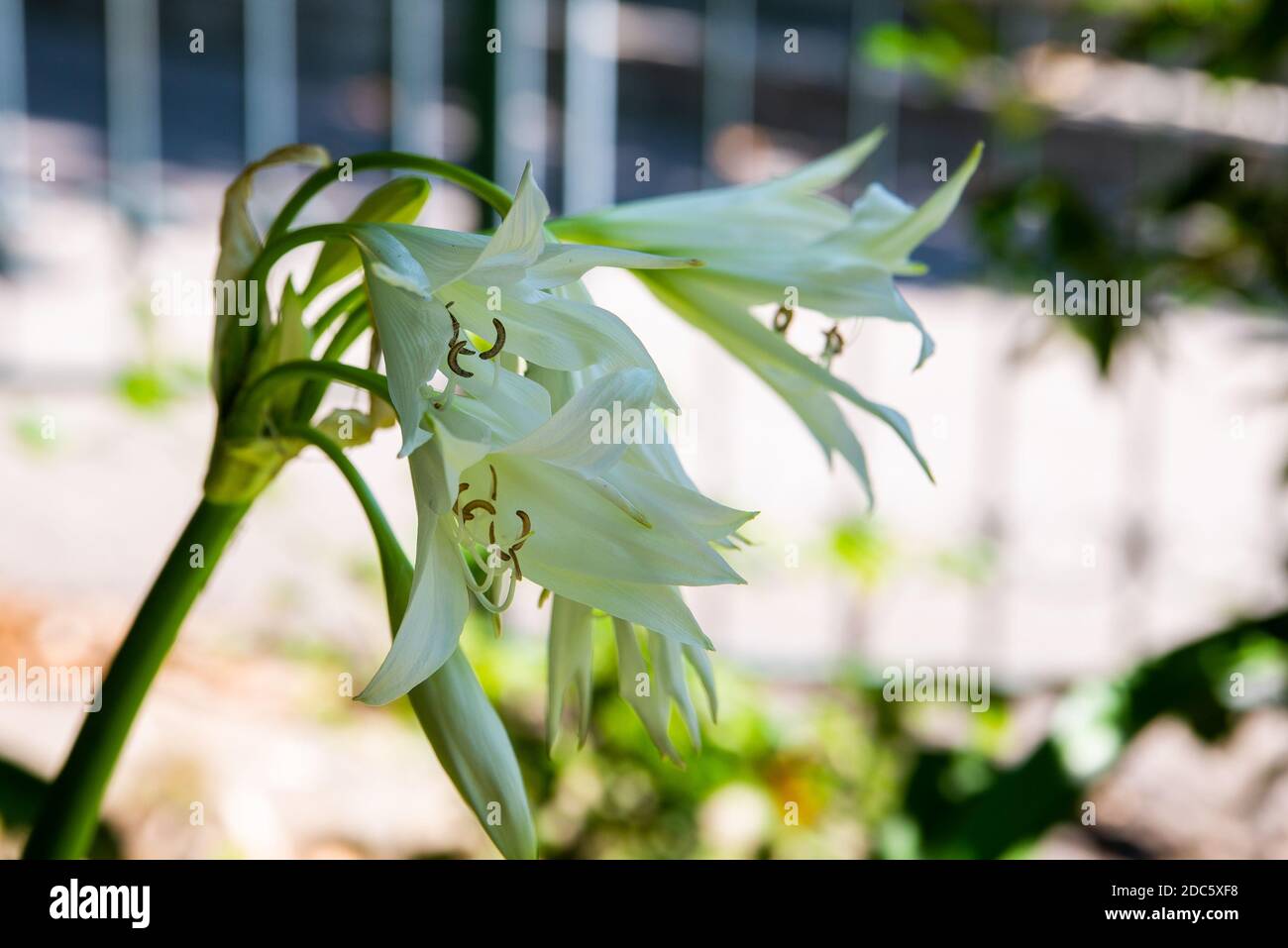 Crinum latifolium or Crinum broadleaf white flower on a bush in a park. Stock Photo