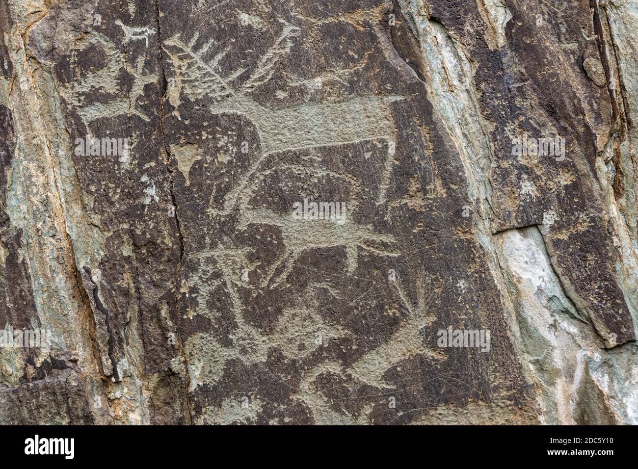 Prehistoric petroglyphs of deer in Kalbak Tash in Russia. Stock Photo