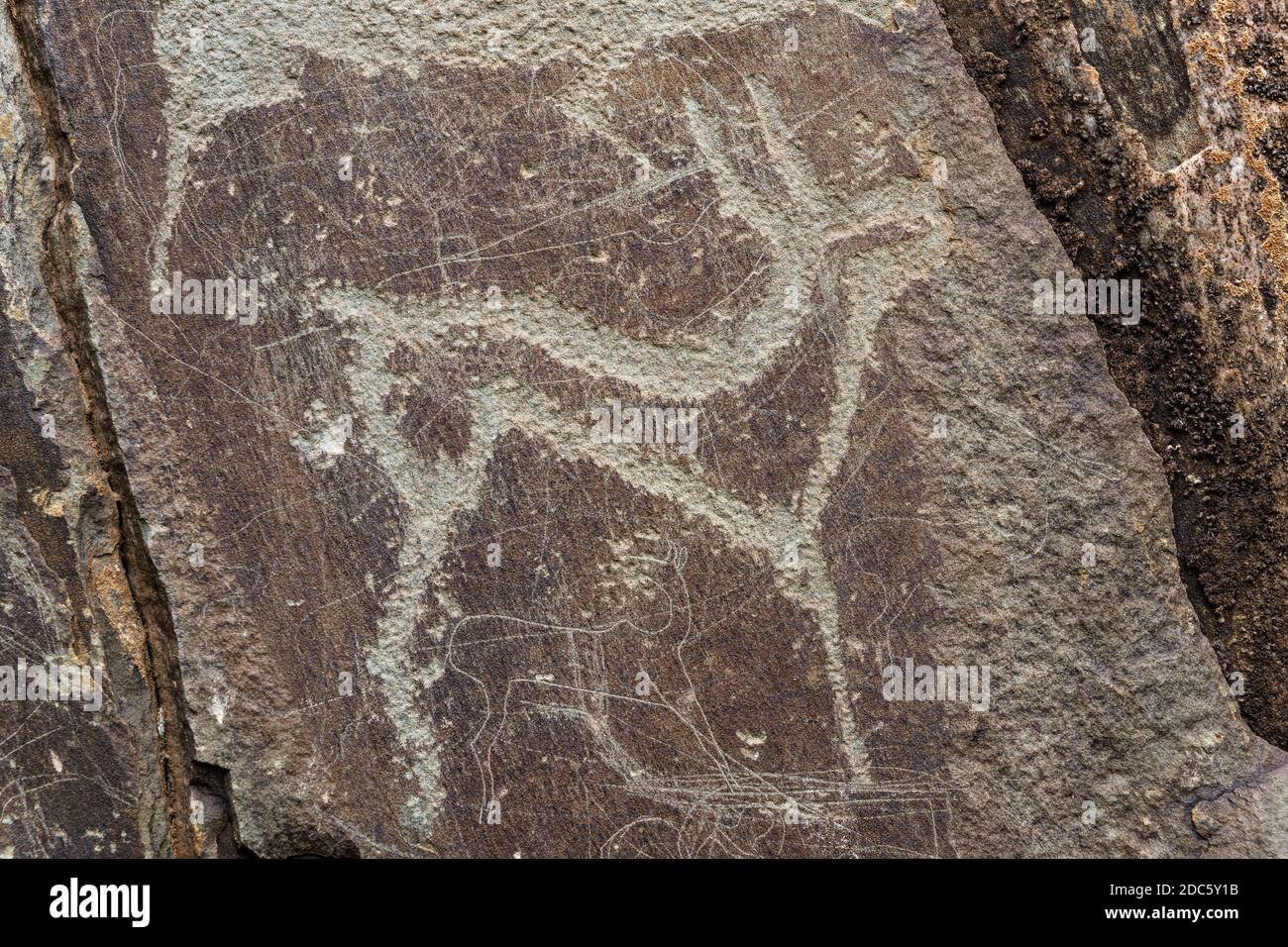 Prehistoric petroglyphs of deer in Kalbak Tash in Russia. Stock Photo