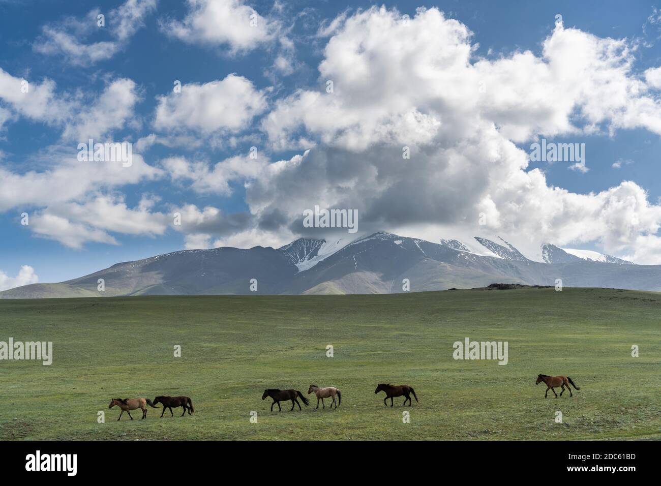 Steppe of Mongolia on a summers day with mountains and horses running ...