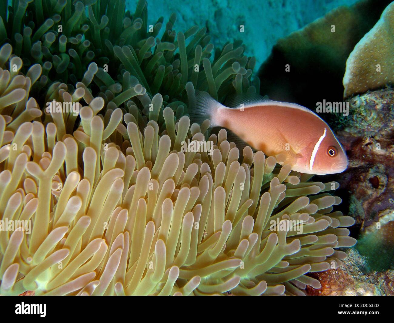 Skunk Fish Pink skunk clownfish in magnificent sea anemone, Koh Chang, Thailand ...