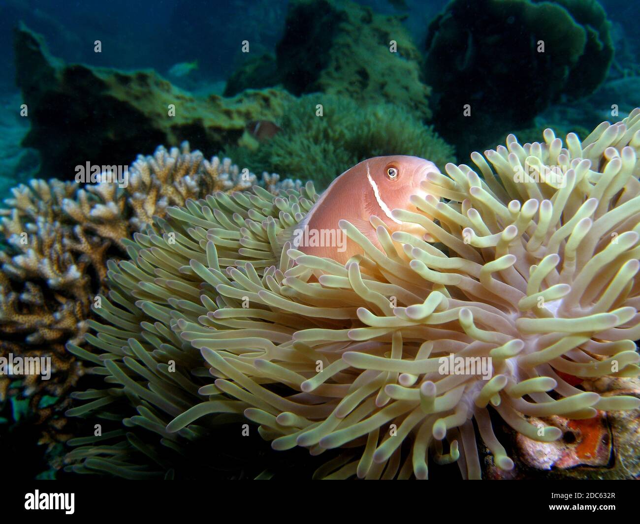Skunk Fish Pink skunk clownfish in magnificent sea anemone, Koh Chang, Thailand ...