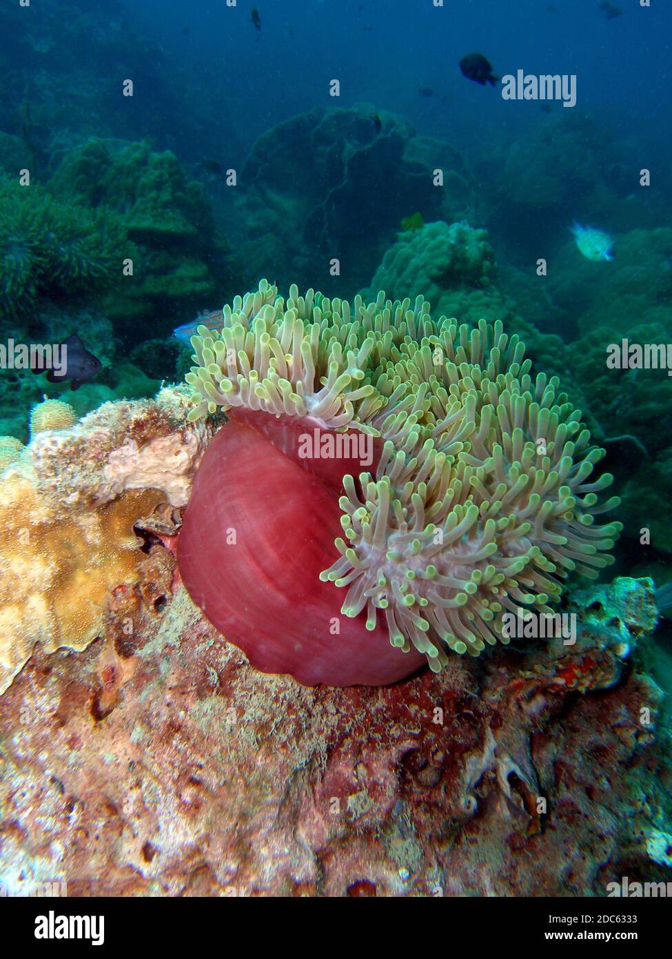 Magnificent anemone, Similan Islands, Andaman Sea, Thailand, Underwater photograph Stock Photo