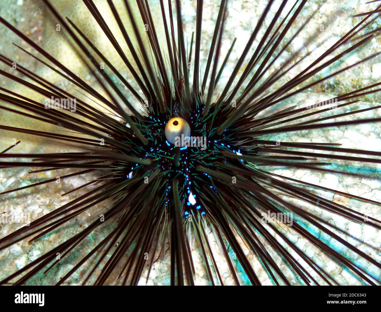 Long-spined urchin, Koh Chang, Thailand, Underwater photograph Stock Photo