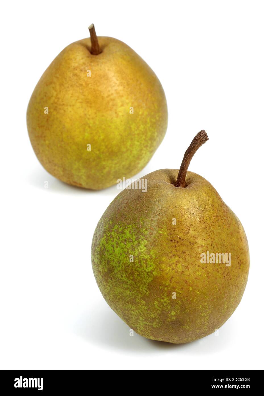 BEURRE HARDY PEAR pyrus communis AGAINST WHITE BACKGROUND Stock Photo