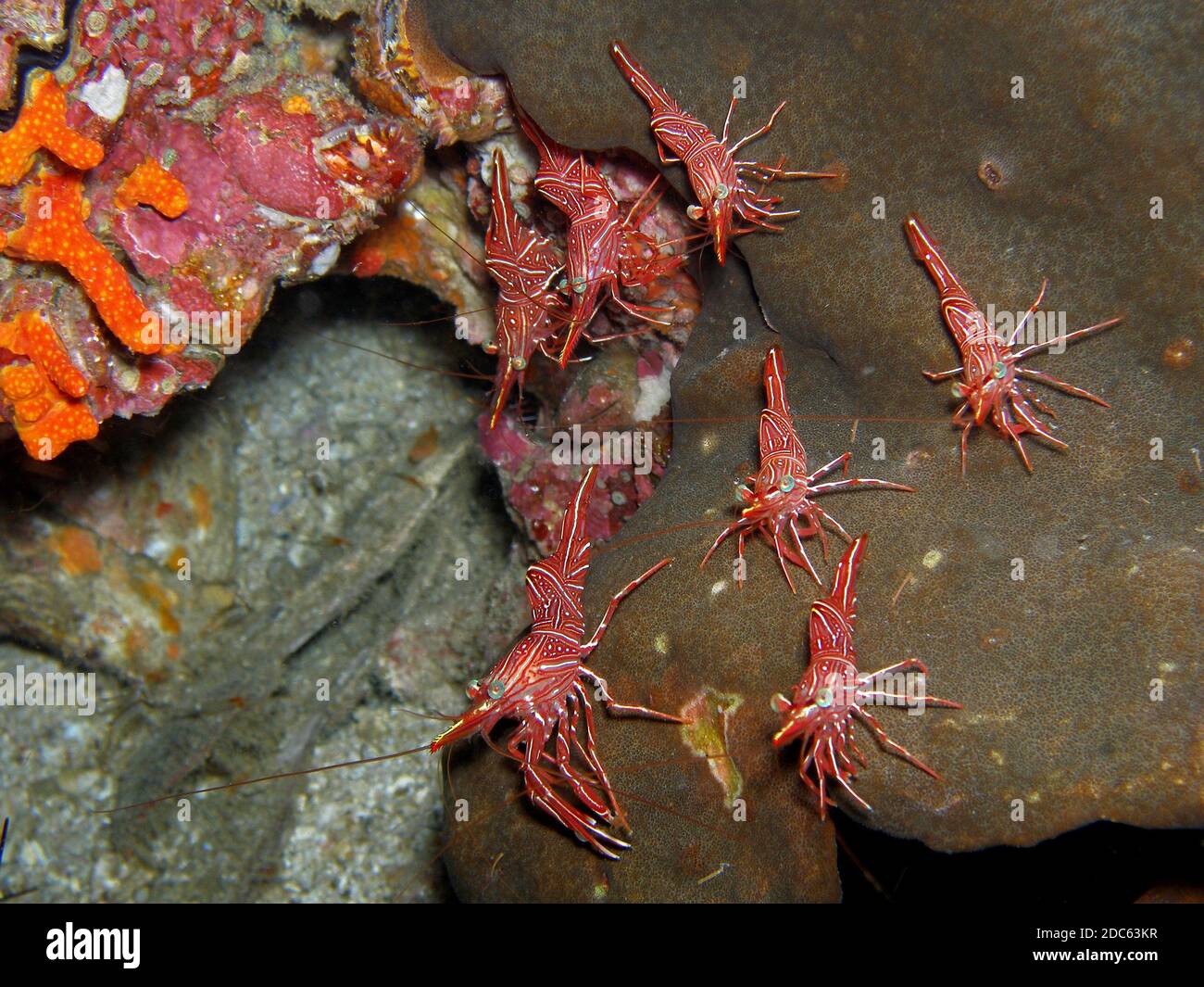 Dancing shrimps, Similan Islands, Andaman Sea, Thailand, Underwater photograph Stock Photo
