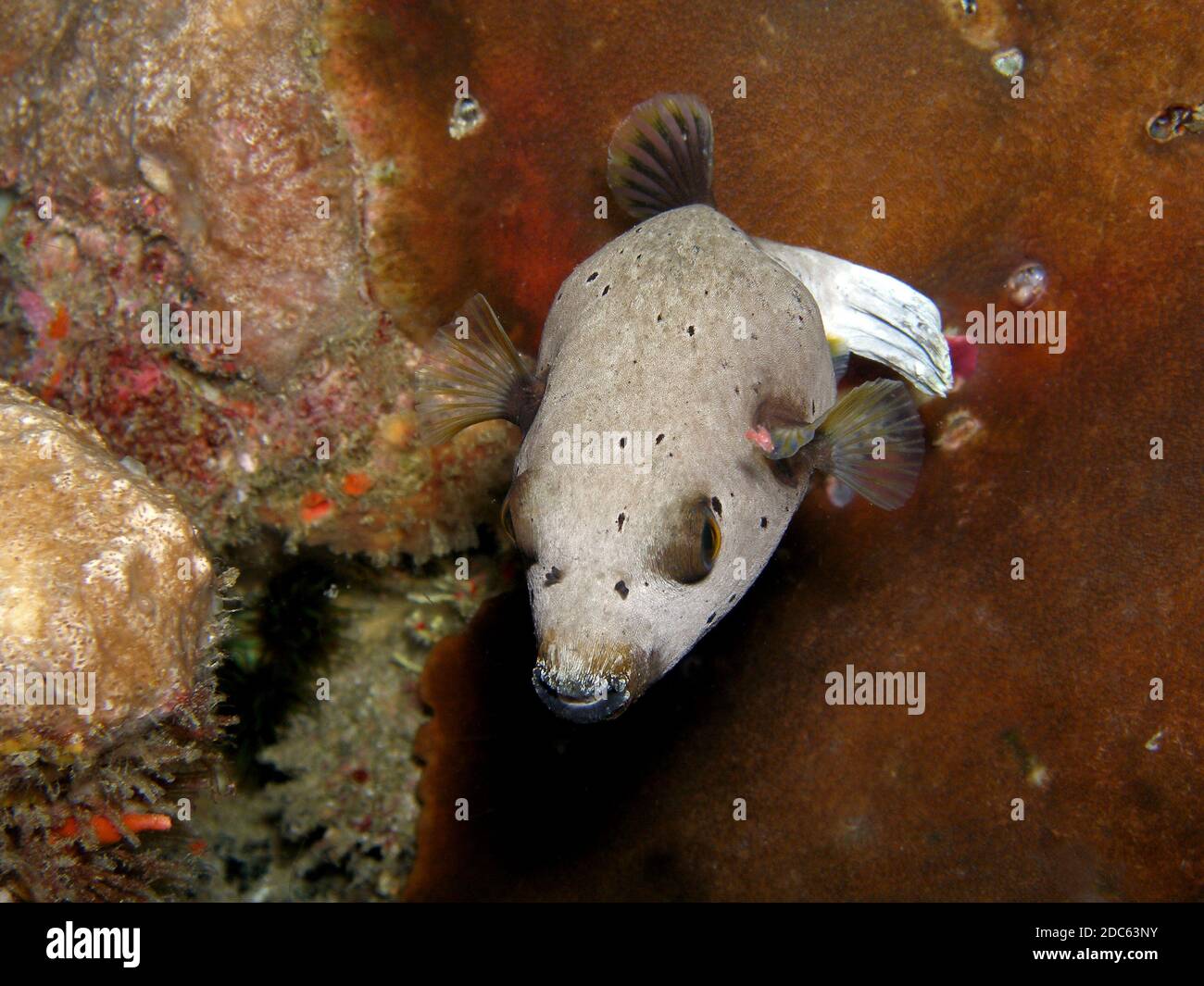 Masked Pufferfish, Similan Islands, Andaman Sea, Thailand, Underwater photograph Stock Photo