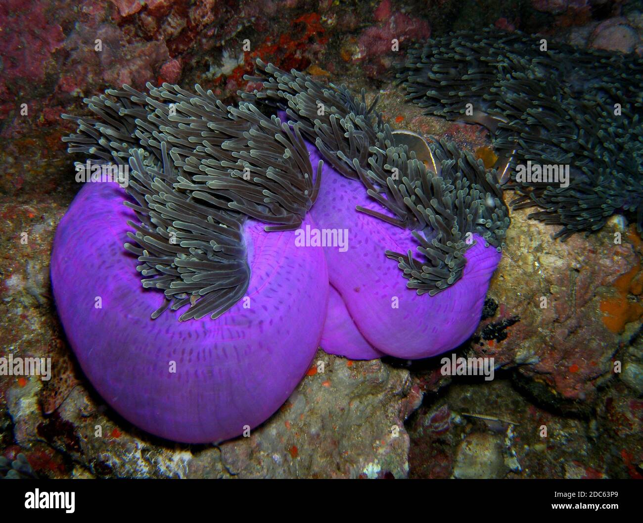 Magnificent anemone, Similan Islands, Andaman Sea, Thailand, Underwater photograph Stock Photo