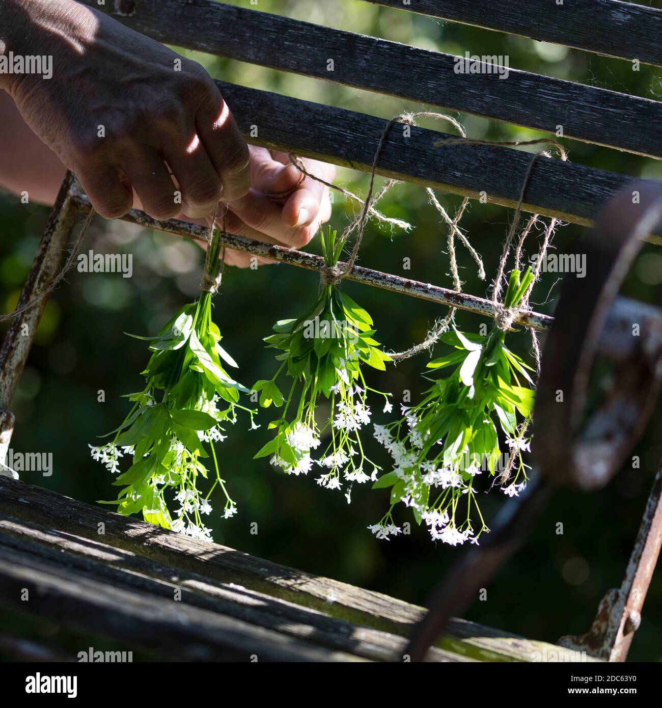 Waldmeister trocknen, Trocknung, kleine Sträuße, Sträusschen aufhängen ...