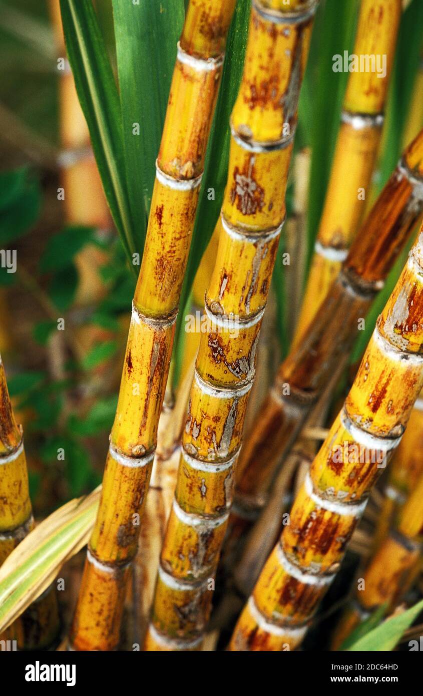 SUGAR CANE IN HAWAII Stock Photo - Alamy