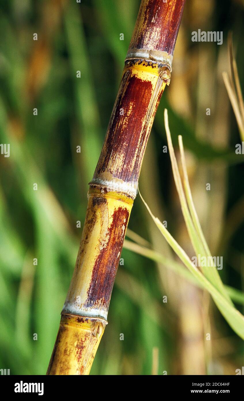 SUGAR CANE IN HAWAII Stock Photo Alamy
